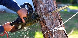 Best Palm Tree Trimming  in La Huerta, NM