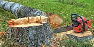 Best Tree Maintenance Programs  in La Huerta, NM