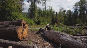 Best Utility Line Clearance  in La Huerta, NM