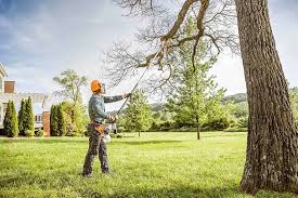 Best Tree Cabling and Bracing  in La Huerta, NM