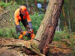 Best Firewood Processing and Delivery  in La Huerta, NM
