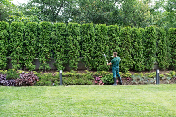 Best Lawn Disease Treatment  in La Huerta, NM