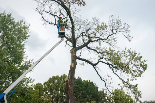 Best Tree Removal  in La Huerta, NM