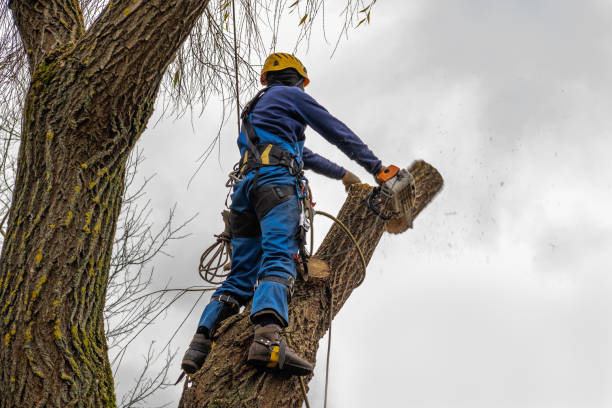 Best Tree and Shrub Care  in La Huerta, NM