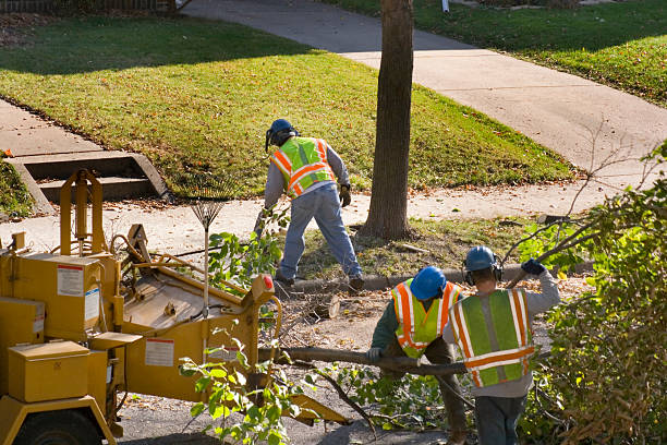 Best Lawn Irrigation Installation and Maintenance  in La Huerta, NM