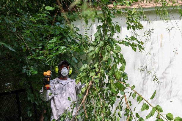 Best Pest Control for Lawns  in La Huerta, NM